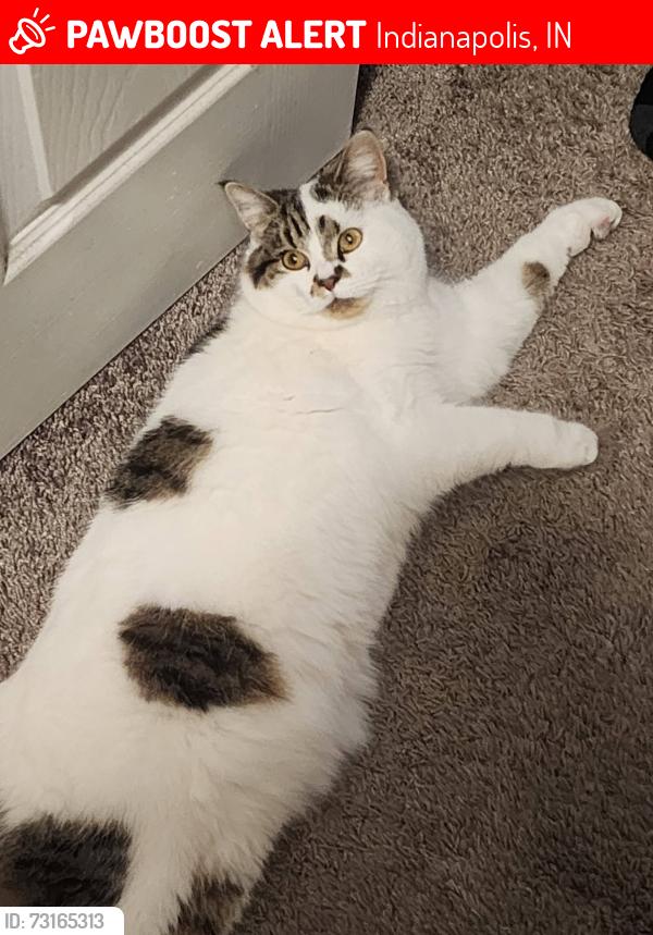 Lost Male Cat last seen Parkside @ Castleton apmts, Center Run Drive, Indianapolis, IN 46250