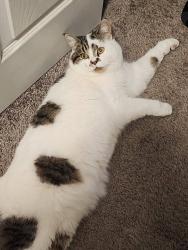 Lost Male Cat last seen Parkside @ Castleton apmts, Center Run Drive, Indianapolis, IN 46250