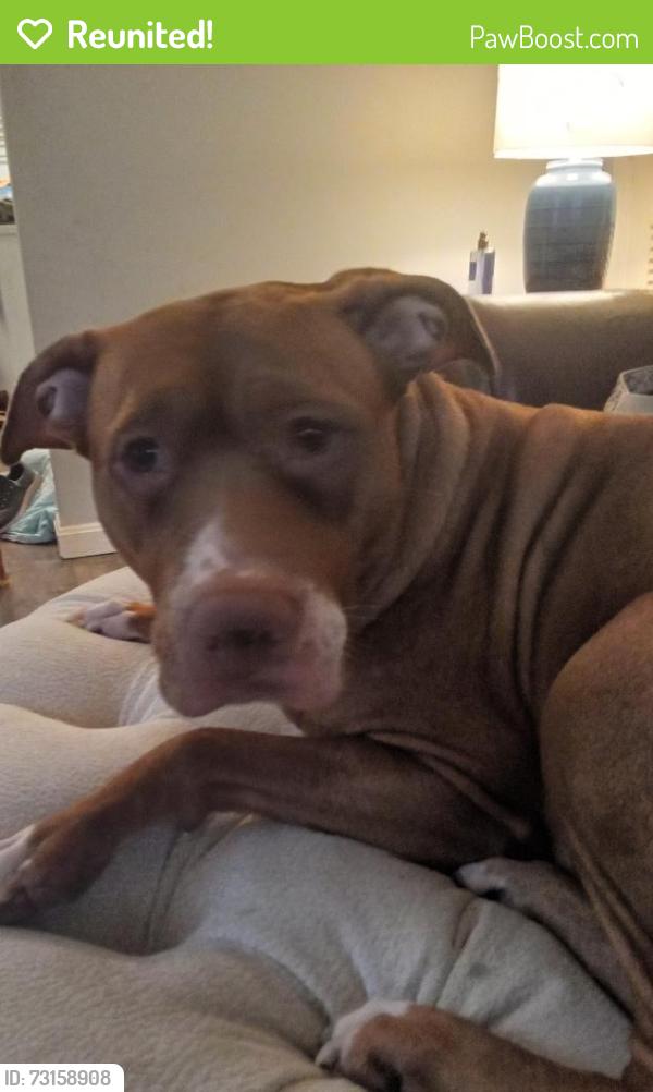 Reunited Female Dog last seen Jay St Ne, Washington, DC 20019