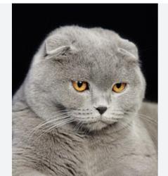 Lost Male Cat last seen Mythop Road (YMCA), Lancashire, England 