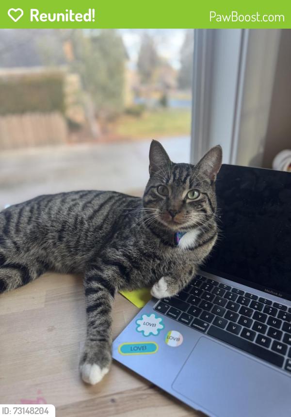 Reunited Male Cat last seen SW Metolius Dr and Devils lake loop, Bend, OR 97702