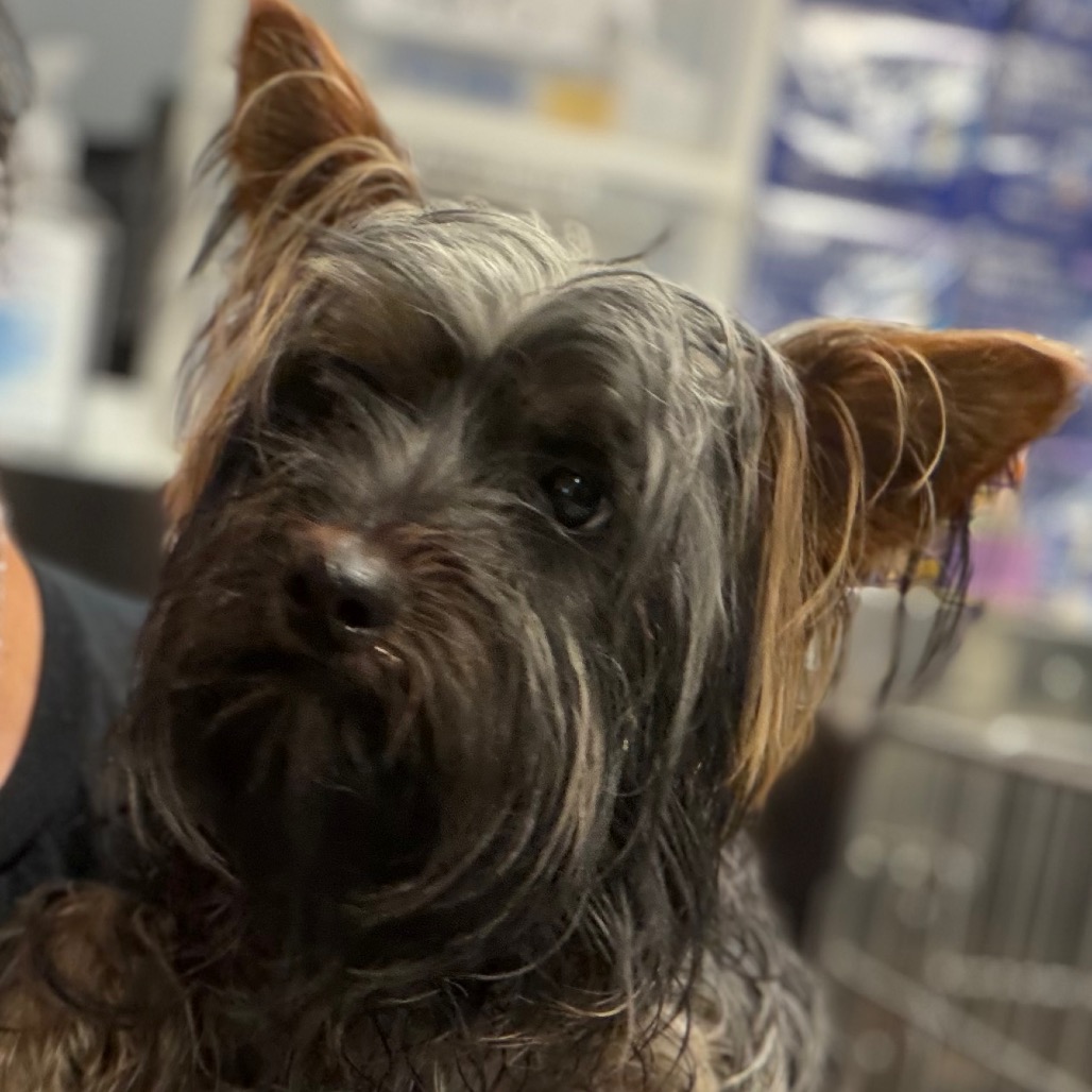 Shelter Stray Male Dog last seen , 141 Canna Ln, Lake Jackson, TX 77566, USA