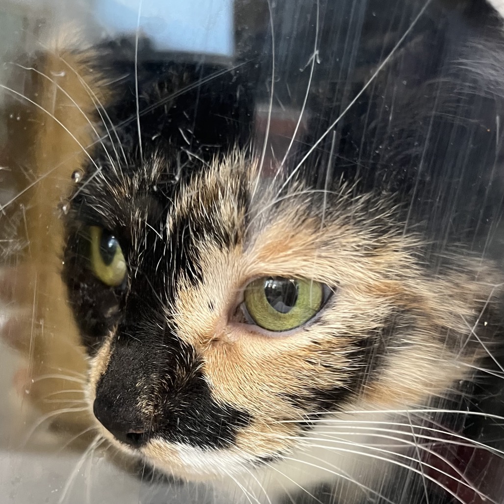 Shelter Stray Female Cat last seen , Animal Care & Control Team of Philly, 111 W Hunting Park Ave, Philadelphia, PA 19140, USA