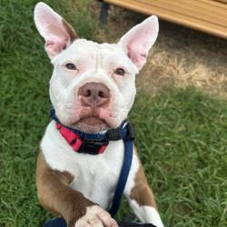 Shelter Stray Female Dog last seen , Animal Care & Control Team of Philly, 111 W Hunting Park Ave, Philadelphia, PA 19140, USA