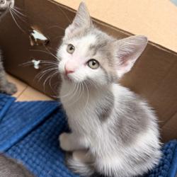 Shelter Stray Unknown Cat last seen , Animal Care & Control Team of Philly, 111 W Hunting Park Ave, Philadelphia, PA 19140, USA