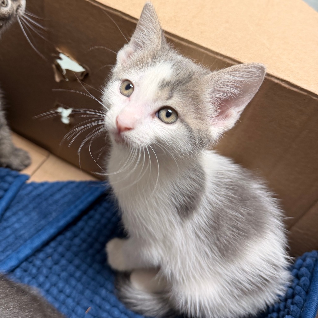 Shelter Stray Unknown Cat last seen , Animal Care & Control Team of Philly, 111 W Hunting Park Ave, Philadelphia, PA 19140, USA