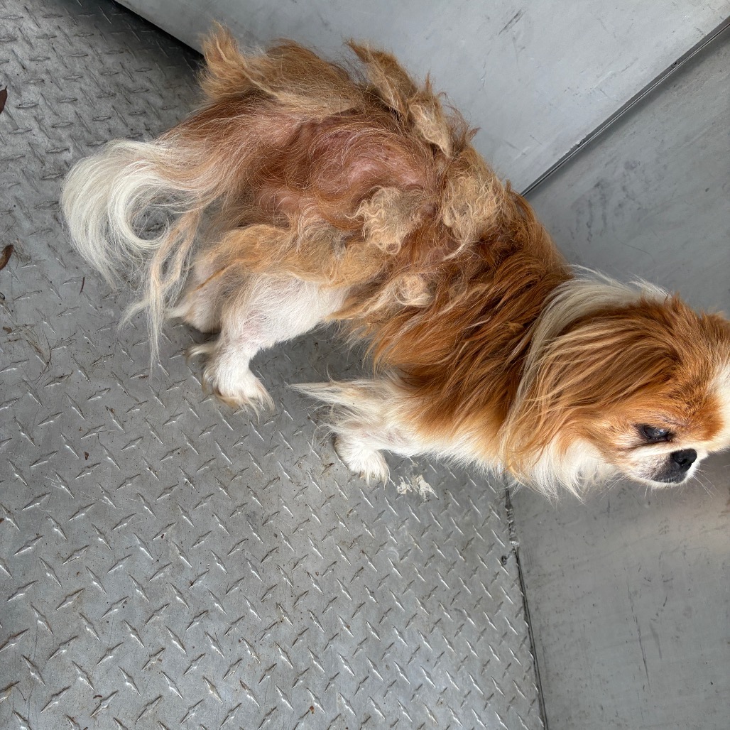 Shelter Stray Male Dog last seen , 980 Guilford College Rd, Greensboro, NC 27409, USA