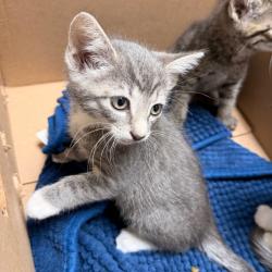 Shelter Stray Unknown Cat last seen , Animal Care & Control Team of Philly, 111 W Hunting Park Ave, Philadelphia, PA 19140, USA