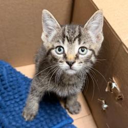Shelter Stray Unknown Cat last seen , Animal Care & Control Team of Philly, 111 W Hunting Park Ave, Philadelphia, PA 19140, USA