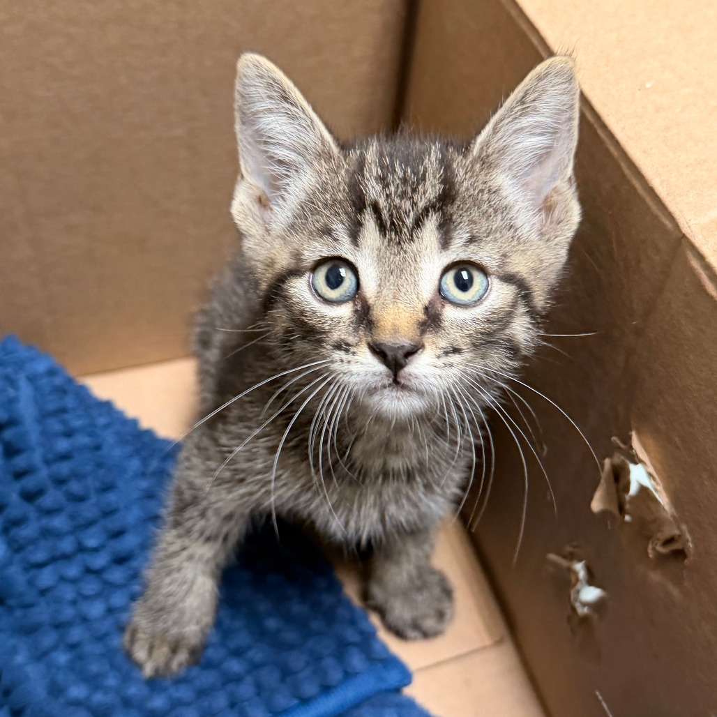 Shelter Stray Unknown Cat last seen , Animal Care & Control Team of Philly, 111 W Hunting Park Ave, Philadelphia, PA 19140, USA