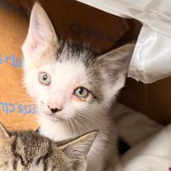 Shelter Stray Unknown Cat last seen , Animal Care & Control Team of Philly, 111 W Hunting Park Ave, Philadelphia, PA 19140, USA