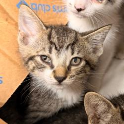 Shelter Stray Unknown Cat last seen , Animal Care & Control Team of Philly, 111 W Hunting Park Ave, Philadelphia, PA 19140, USA
