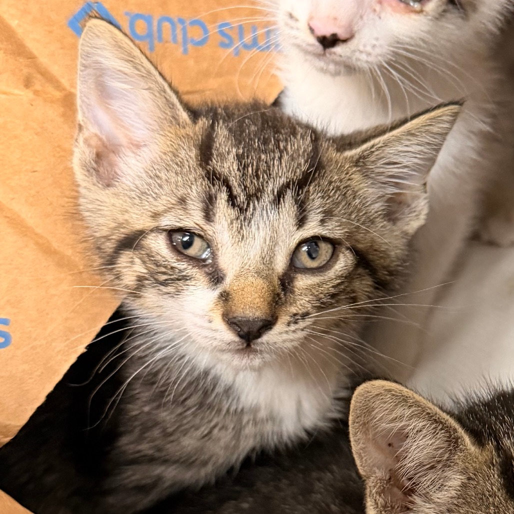 Shelter Stray Unknown Cat last seen , Animal Care & Control Team of Philly, 111 W Hunting Park Ave, Philadelphia, PA 19140, USA