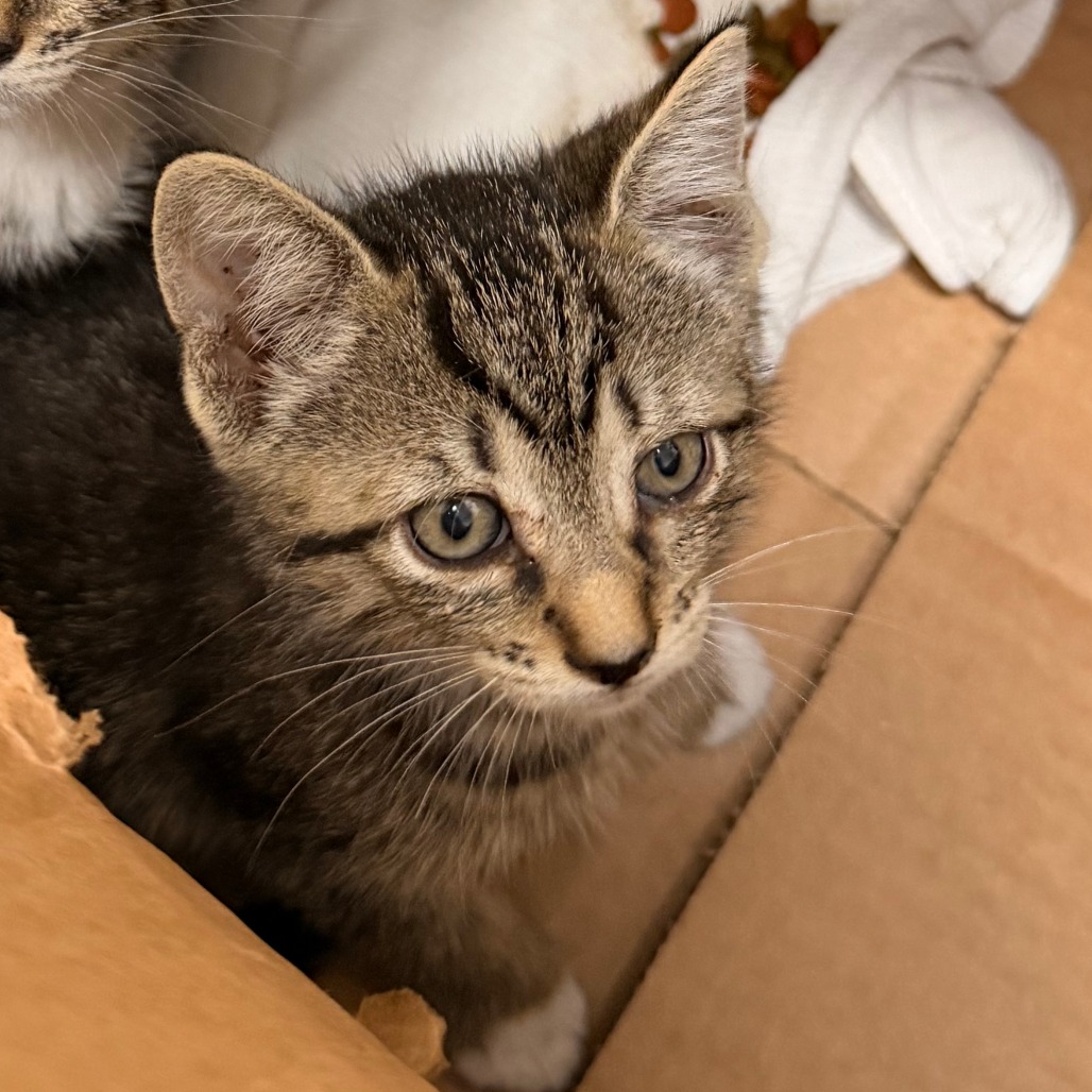 Shelter Stray Female Cat last seen , Animal Care & Control Team of Philly, 111 W Hunting Park Ave, Philadelphia, PA 19140, USA