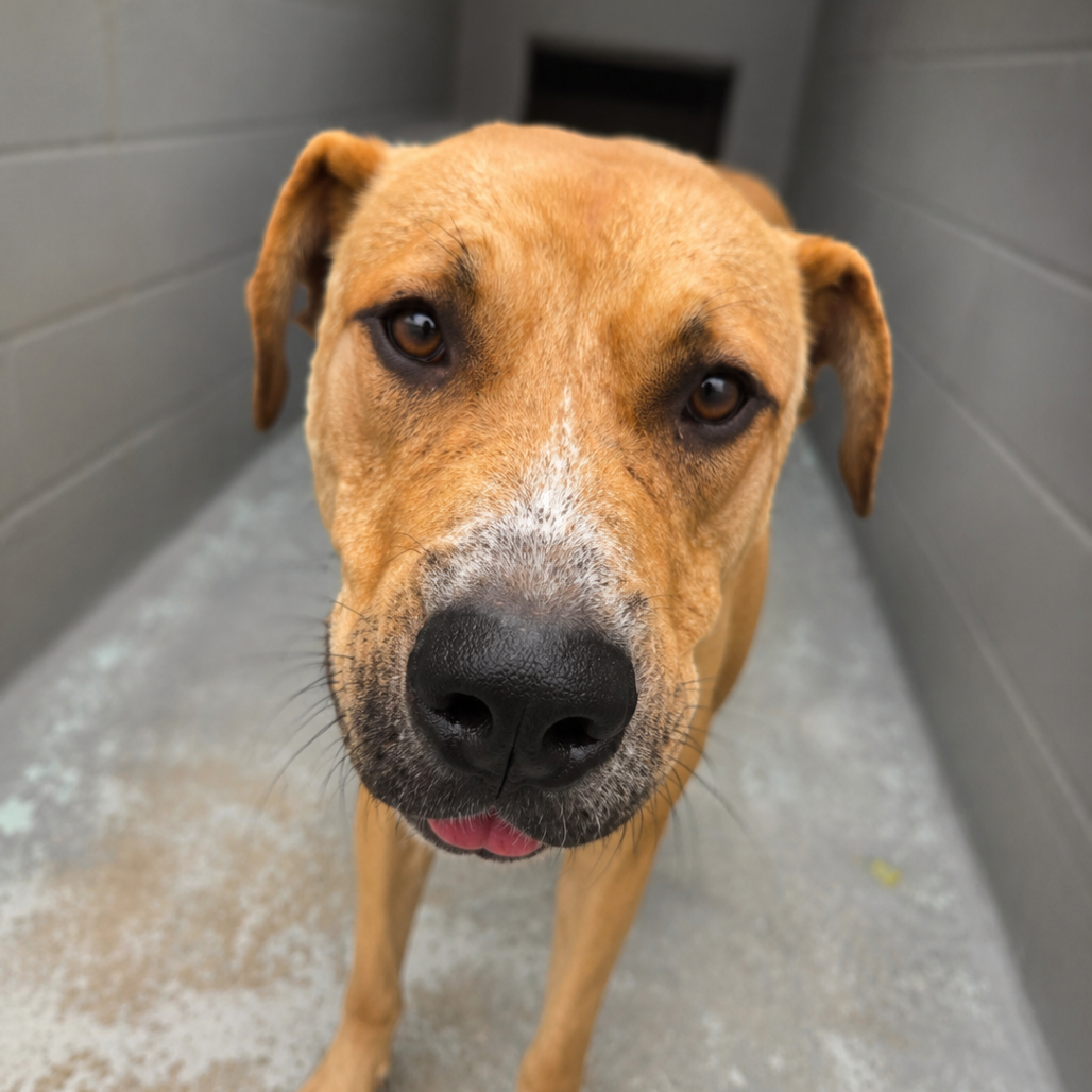 Shelter Stray Male Dog last seen , 1392 NW Shelter Gln, Lake City, FL 32055, USA