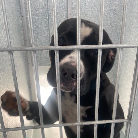 Shelter Stray Male Dog last seen , 12910 Yukon Ave, Hawthorne, CA 90250, USA
