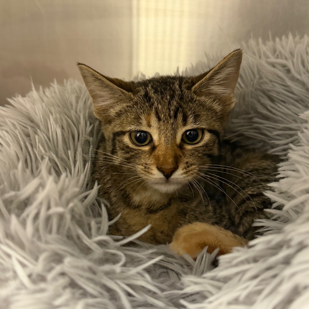 Shelter Stray Unknown Cat last seen , 3100 Deats Rd, Dickinson, TX 77539, USA