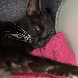 Shelter Stray Unknown Cat last seen , 328 Furman Hall Rd, Greenville, SC 29609, USA