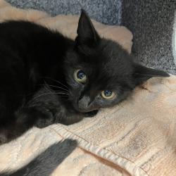 Shelter Stray Unknown Cat last seen , 328 Furman Hall Rd, Greenville, SC 29609, USA