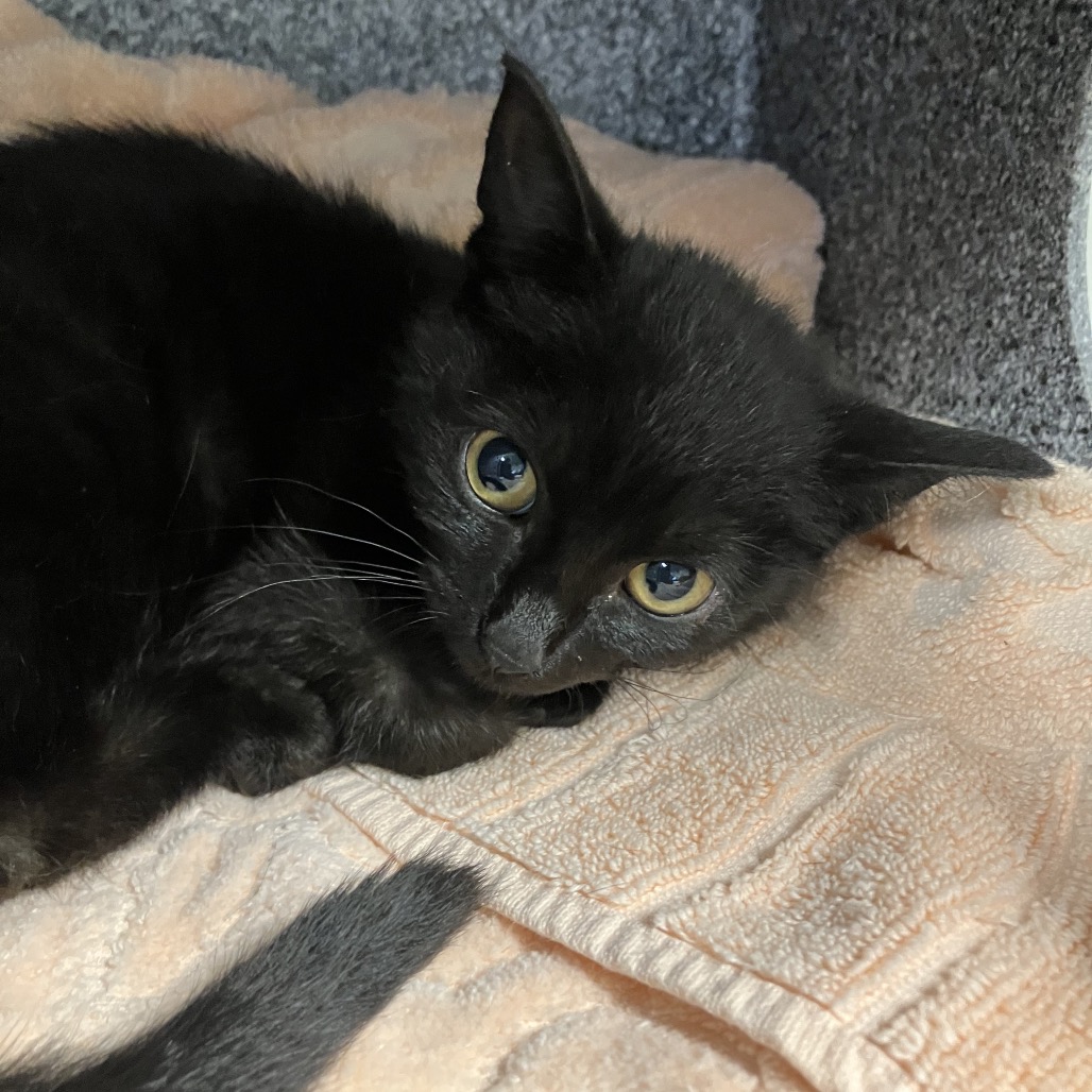 Shelter Stray Unknown Cat last seen , 328 Furman Hall Rd, Greenville, SC 29609, USA