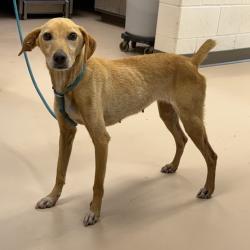 Shelter Stray Female Dog last seen , 901 N Haverty St, Pine Bluff, AR 71601, USA