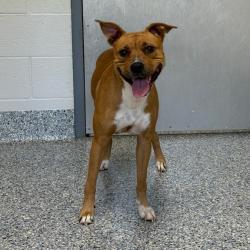 Shelter Stray Female Dog last seen , 328 Furman Hall Rd, Greenville, SC 29609, USA