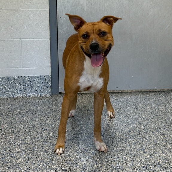 Shelter Stray Female Dog last seen , 328 Furman Hall Rd, Greenville, SC 29609, USA