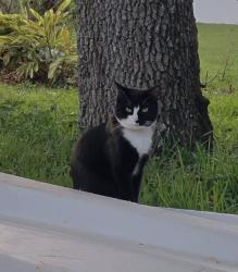 Lost Male Cat last seen Andover st. Nw and Baca, Palm Bay, FL 32907