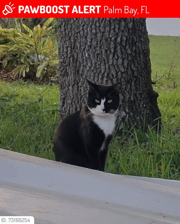 Lost Male Cat last seen Andover st. Nw and Baca, Palm Bay, FL 32907
