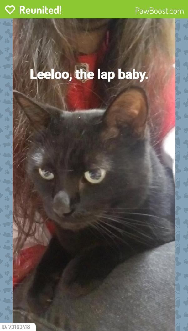 Reunited Female Cat last seen Near e 10 mile rd, Royal Oak, MI 48067