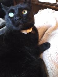 Lost Female Cat last seen Dankins, Syracuse, NY 13224