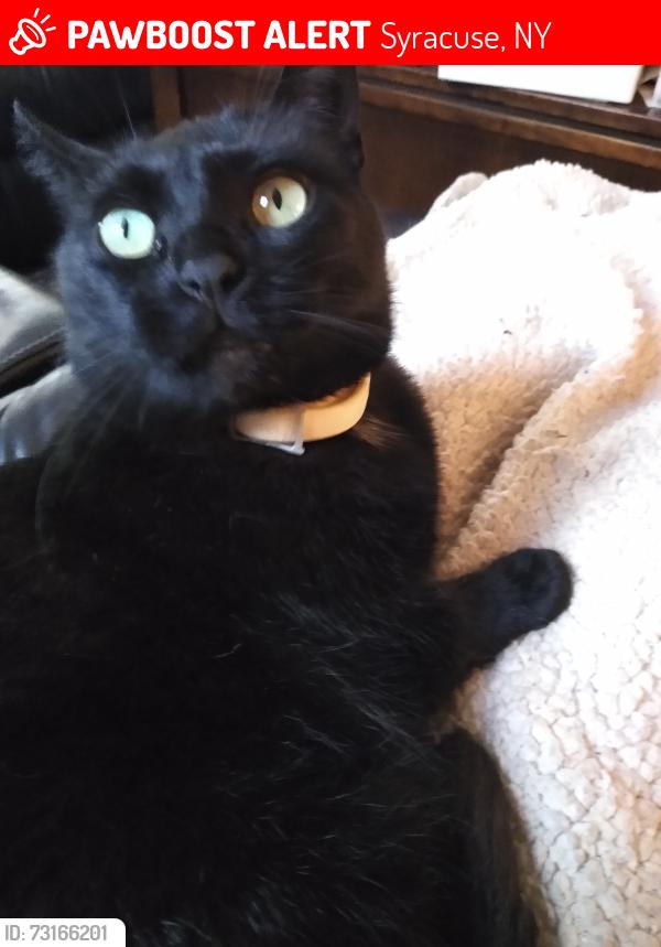 Lost Female Cat last seen Dankins, Syracuse, NY 13224