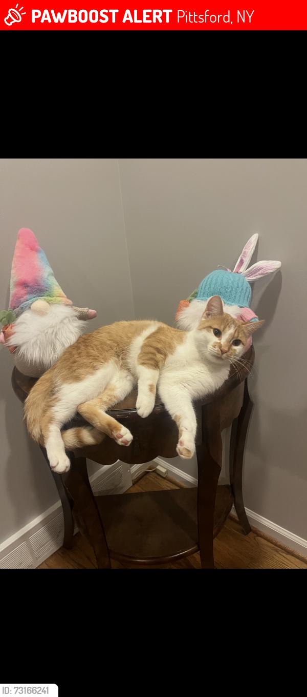 Lost Male Cat last seen Bishops ct, Pittsford, NY 14534