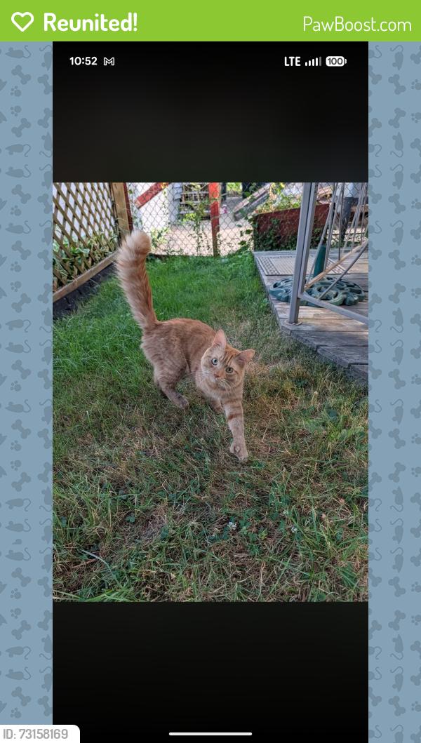 Reunited Male Cat last seen Walnut and Webster Street NH, Manchester, NH 03104