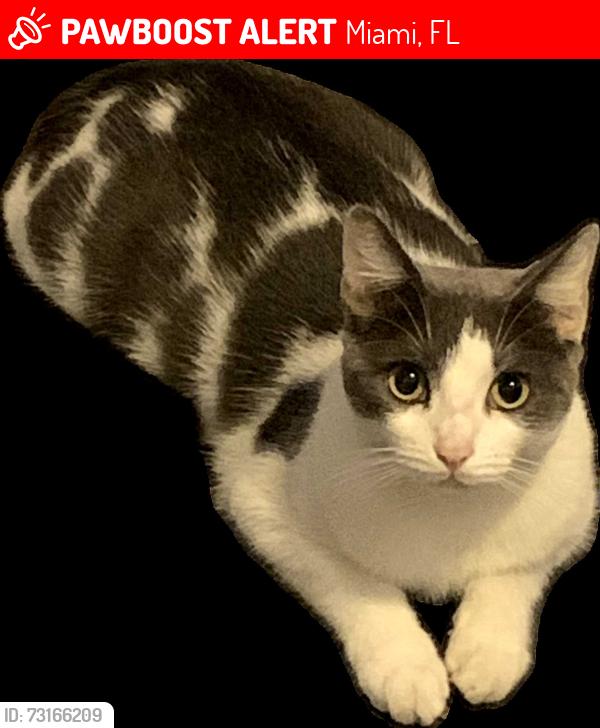 Lost Male Cat last seen LA Fitness, Miami, FL 33184