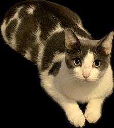 Lost Male Cat last seen LA Fitness, Miami, FL 33184