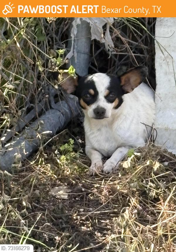 Found/Stray Unknown Dog last seen Hough Adkins Tx, Bexar County, TX 78101