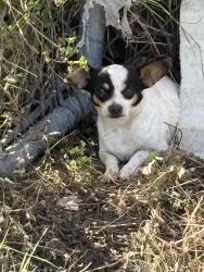 Found/Stray Unknown Dog last seen Hough Adkins Tx, Bexar County, TX 78101