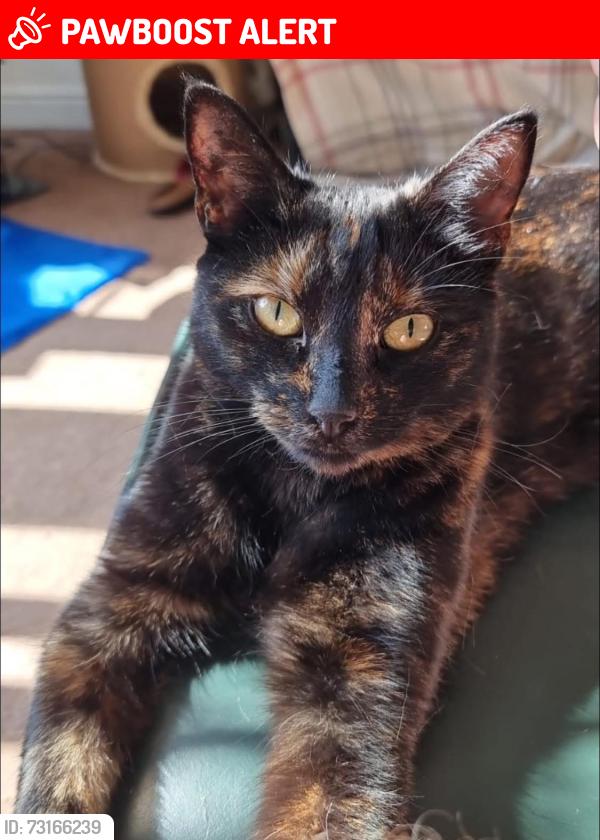 Lost Female Cat last seen Shawcroft View, Sandileigh Dr, Ladymeadow, Greater Manchester, England BL1 8UU