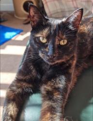 Lost Female Cat last seen Shawcroft View, Sandileigh Dr, Ladymeadow, Greater Manchester, England BL1 8UU
