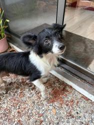 Found/Stray Male Dog last seen Branham Lane and Saddlebrook Drive, San Jose, CA 95111
