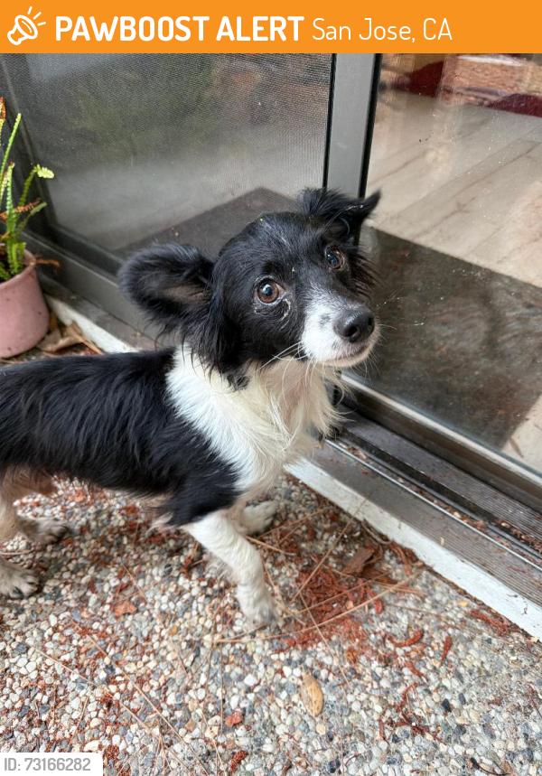 Found/Stray Male Dog last seen Branham Lane and Saddlebrook Drive, San Jose, CA 95111