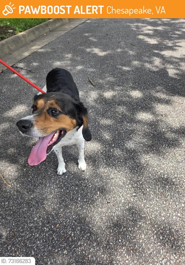 Found/Stray Female Dog last seen Veranda way, Chesapeake, VA 23320