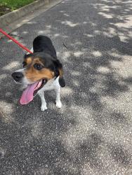 Found/Stray Female Dog last seen Veranda way, Chesapeake, VA 23320
