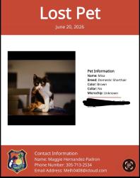 Lost Female Cat last seen 34th St and gator circle, Cape Coral, FL 33909