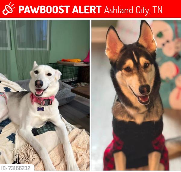 Lost Male Dog last seen Sweethome rd. Daphne Dr., Ashland City, TN 37015