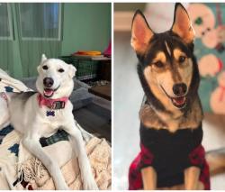 Lost Male Dog last seen Sweethome rd. Daphne Dr., Ashland City, TN 37015