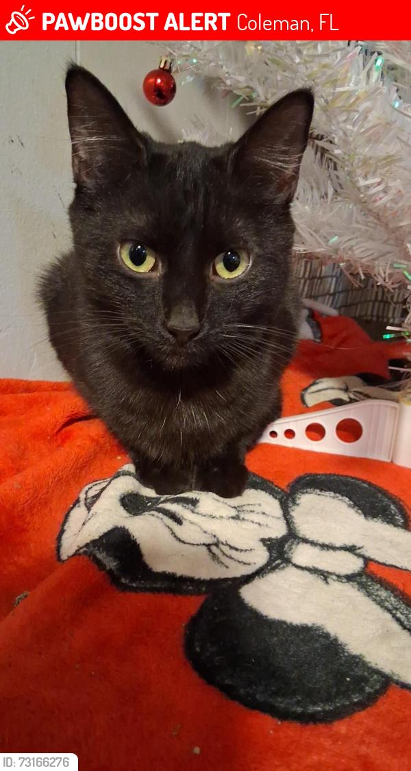 Lost Female Cat last seen Colman city hall, Coleman, FL 34785