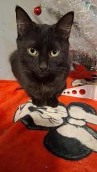 Lost Female Cat last seen Colman city hall, Coleman, FL 34785