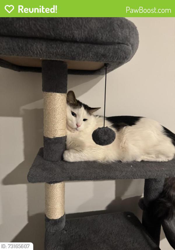 Reunited Male Cat last seen Prosperity ridge rd and prosperity crossing, Charlotte, NC 28269